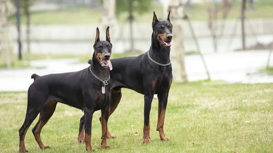 American Doberman