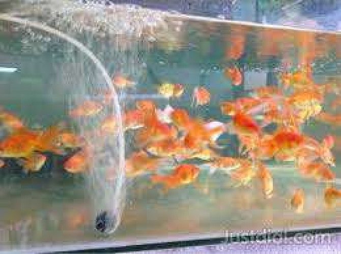 Arackal's golden aquarium shop