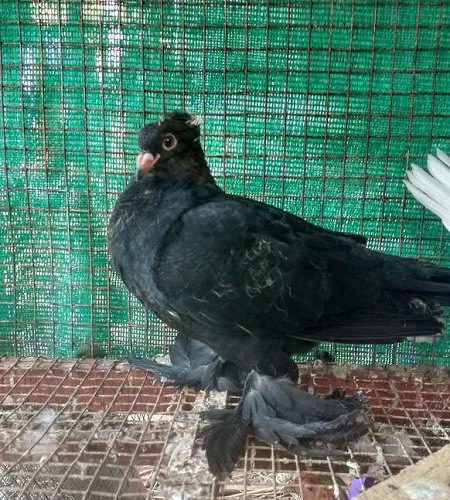 Australian black single chick 