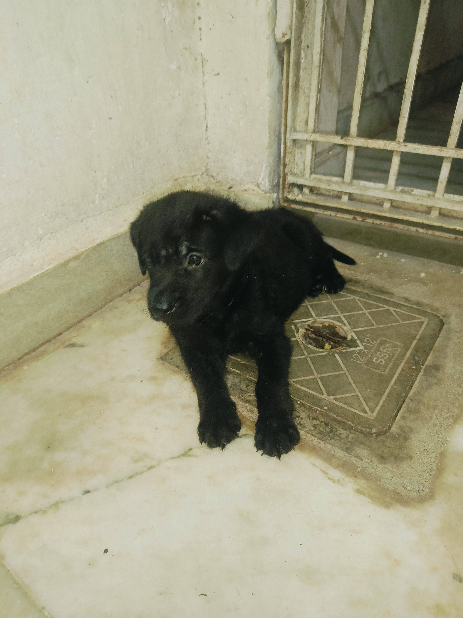 Australian sheperd puppy