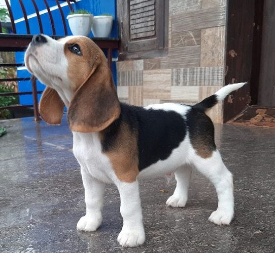 Beagle available for adoption, whatsaap 8019630452