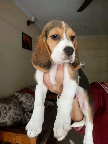 Beagle cute puppy available with certificate