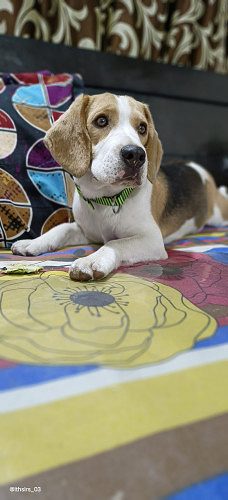 Beagle dog for resettlement