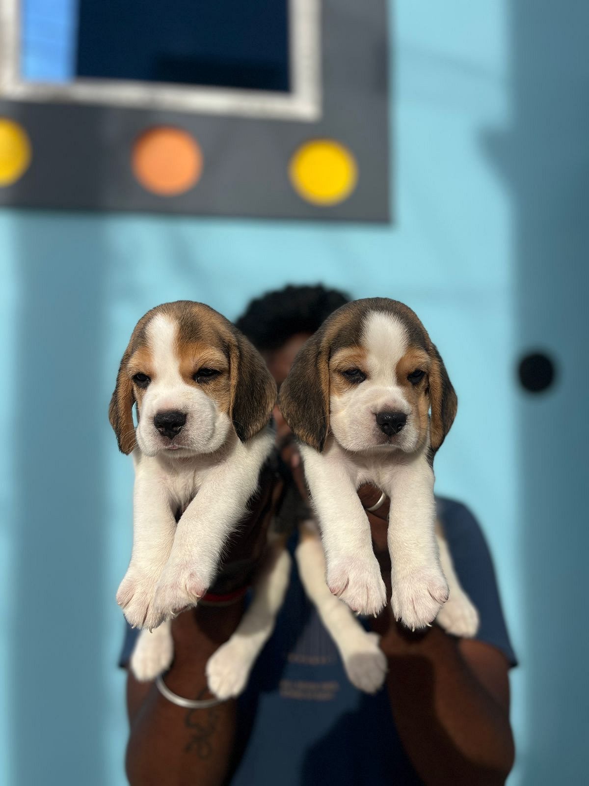 Beagle