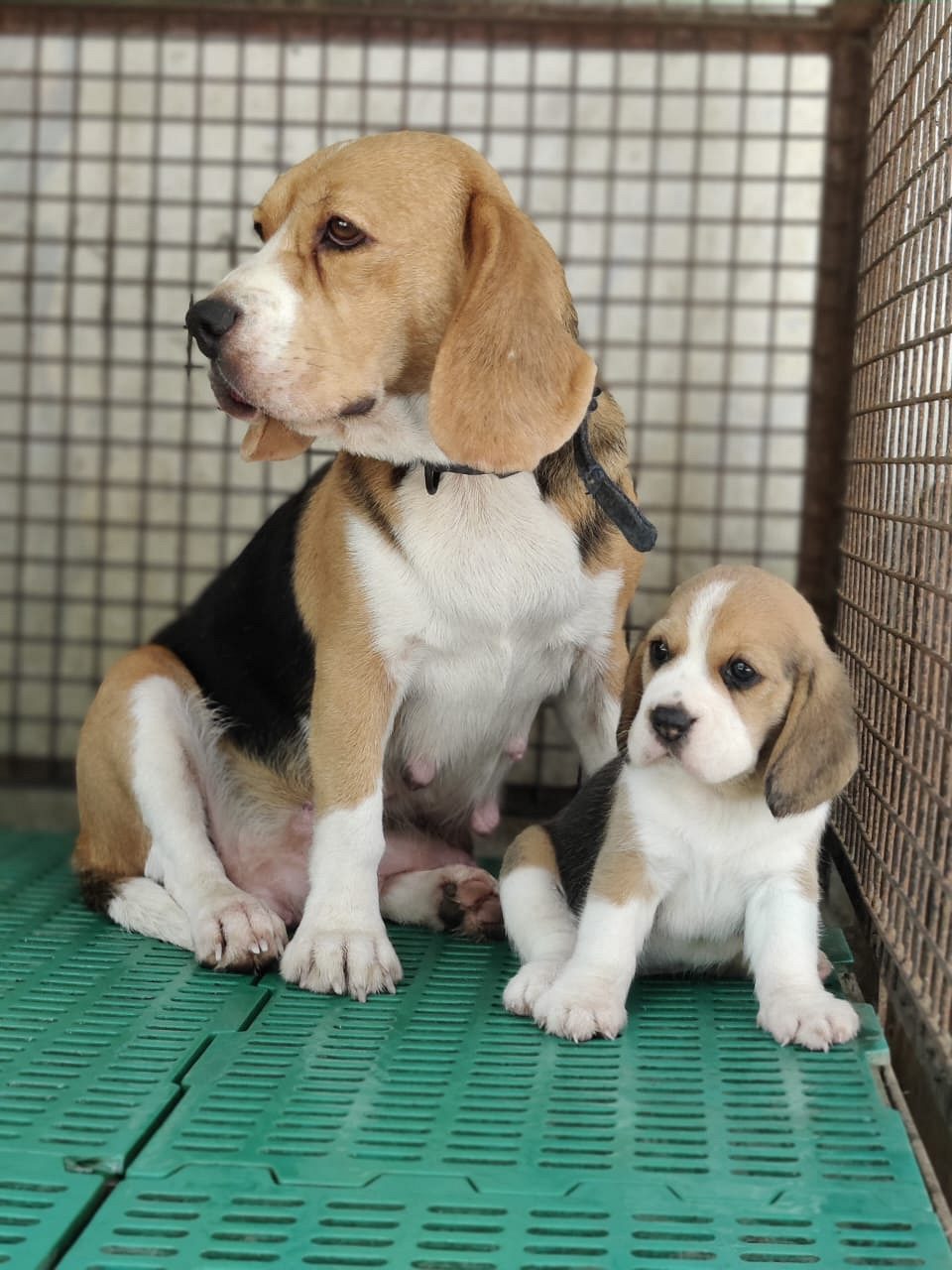 Beagle