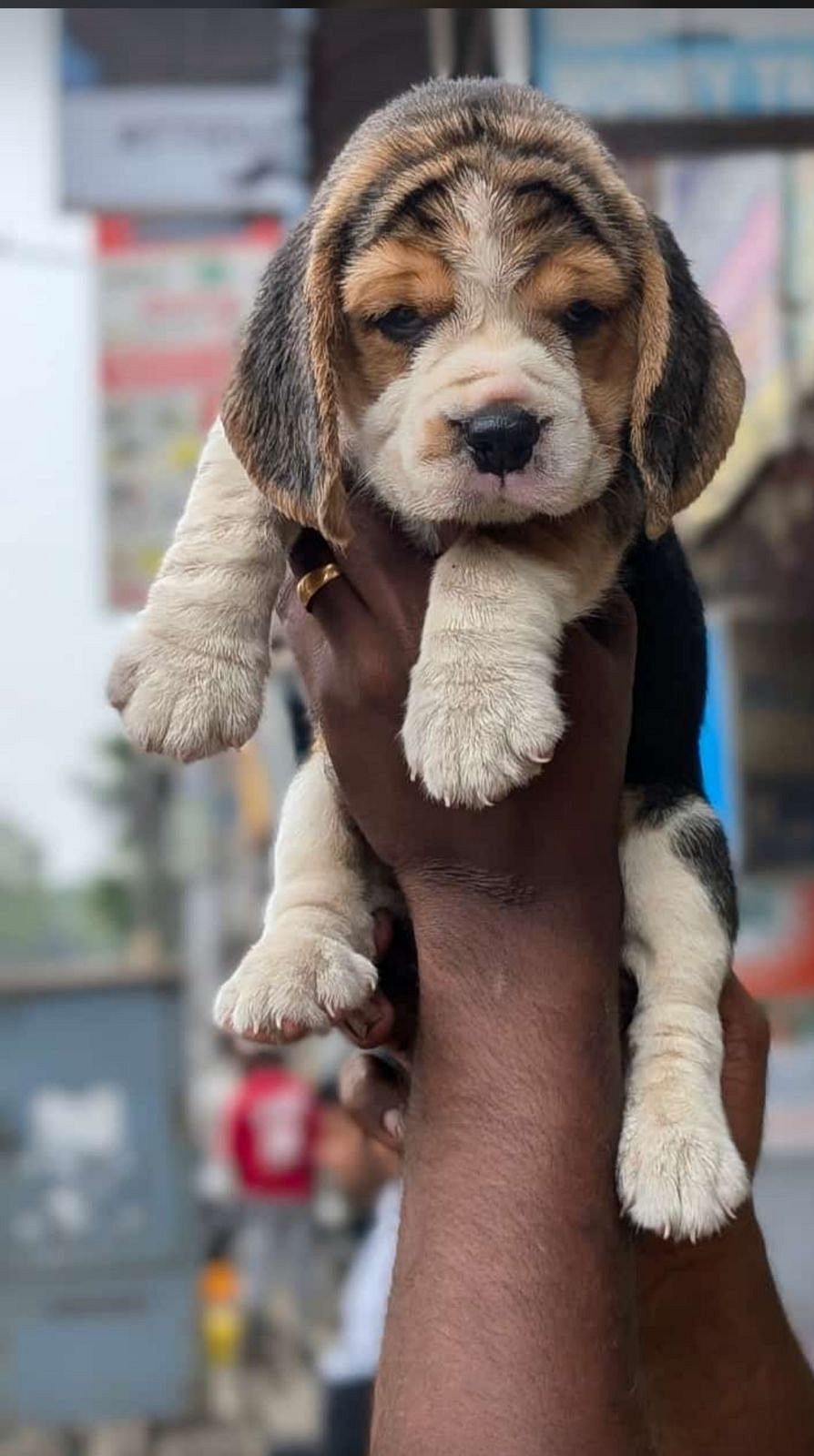Beagle