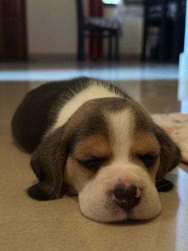 Beagle(Male)
