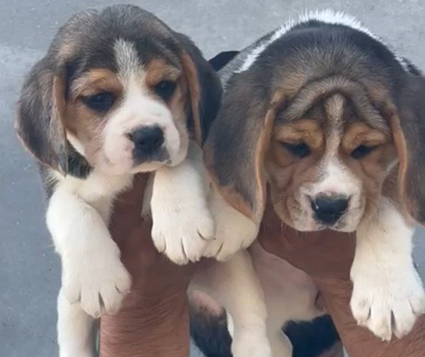 Beagle Male and female available in Delhi Gurgaon Noida location 7082092005