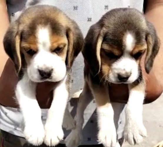Beagle Male and female puppy available in Delhi Gurgaon Location 8570830887