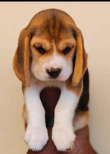Beagle puppies available