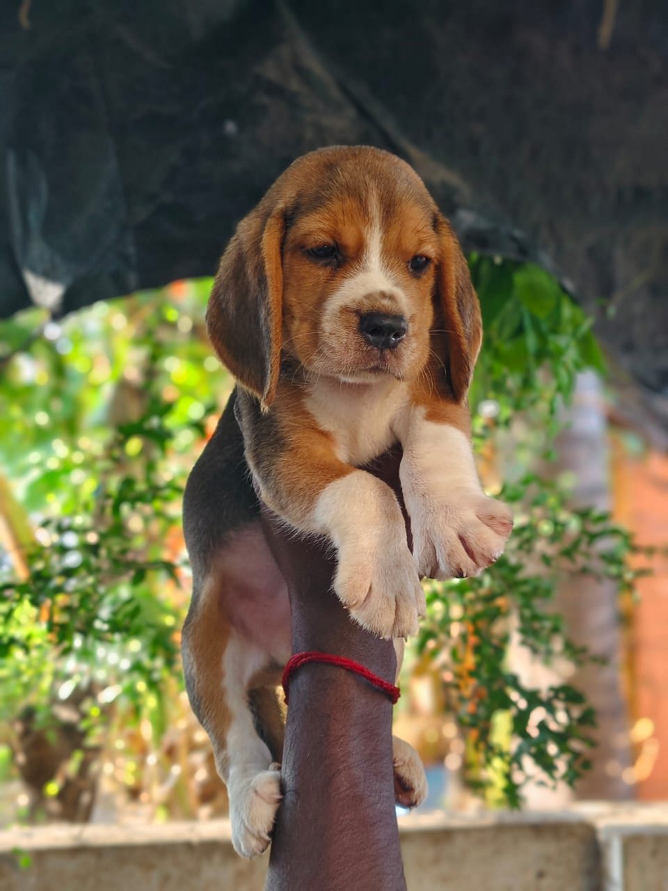 Beagle puppies available in Chennai
