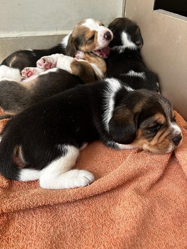 Beagle puppies
