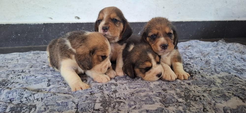Beagle puppies for sale