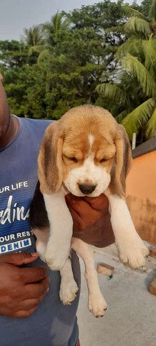 Beagle Puppies Ready For Sale
