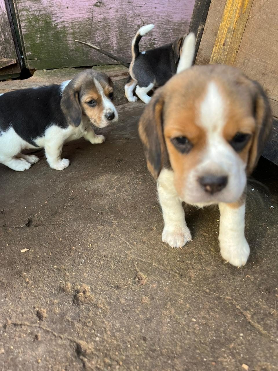 Beagle puppy available in Chennai