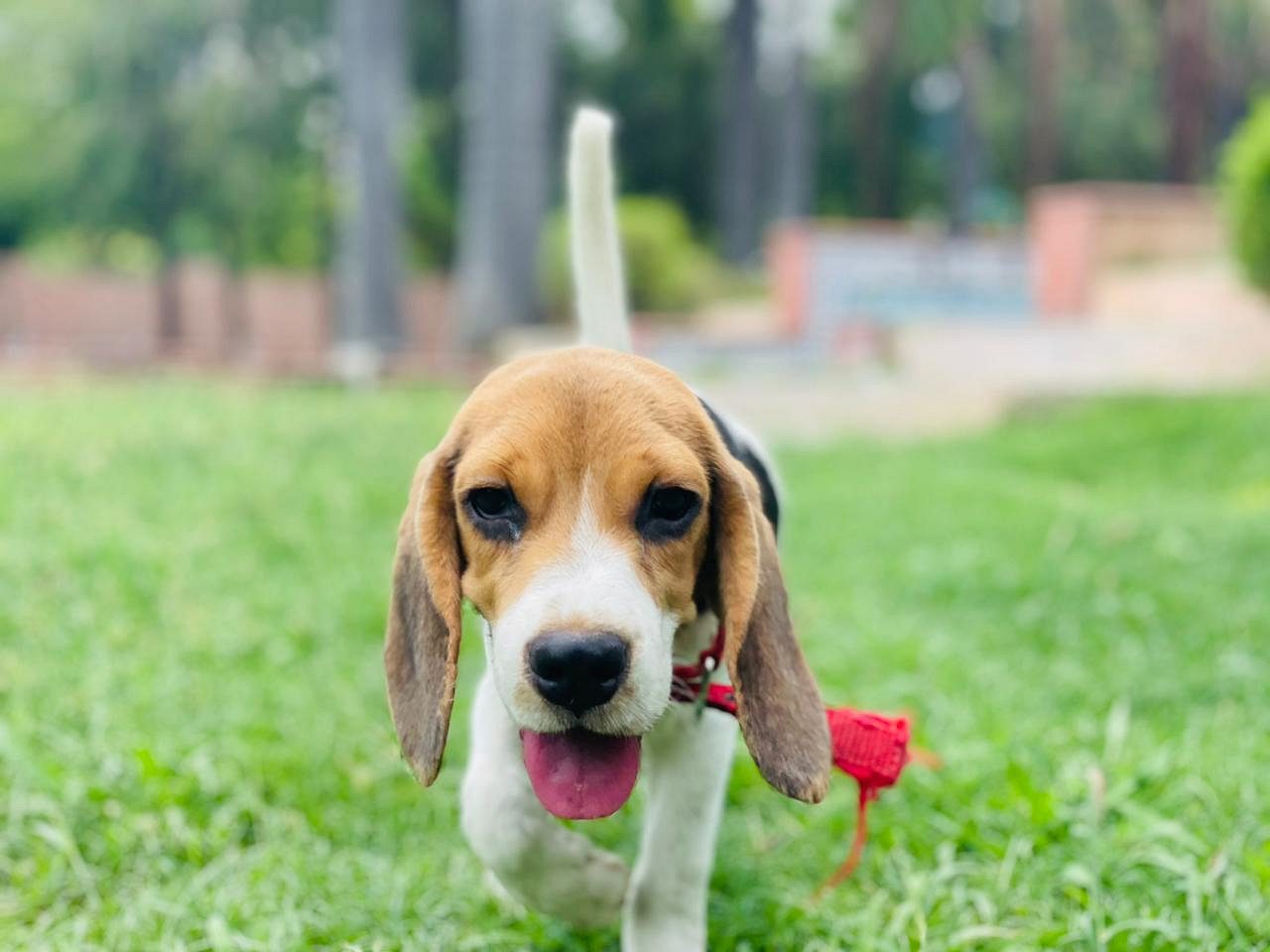 Beagle puppy