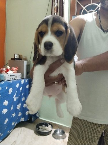 Beagle puppy