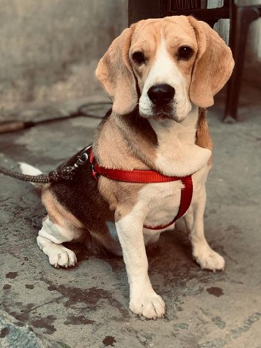 Beagle Pups For Sale In TriColour Trust Kennel