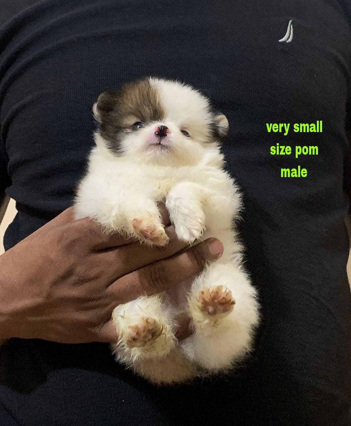 Beautiful Toy Pom Pups For Sale Delhi Trust Kennel