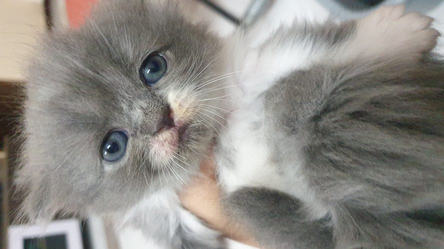 Bi colour Russian blue female