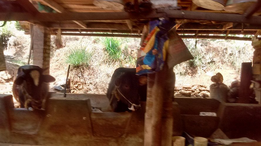 2 BIG GOAT & 6 SMALL GOAT