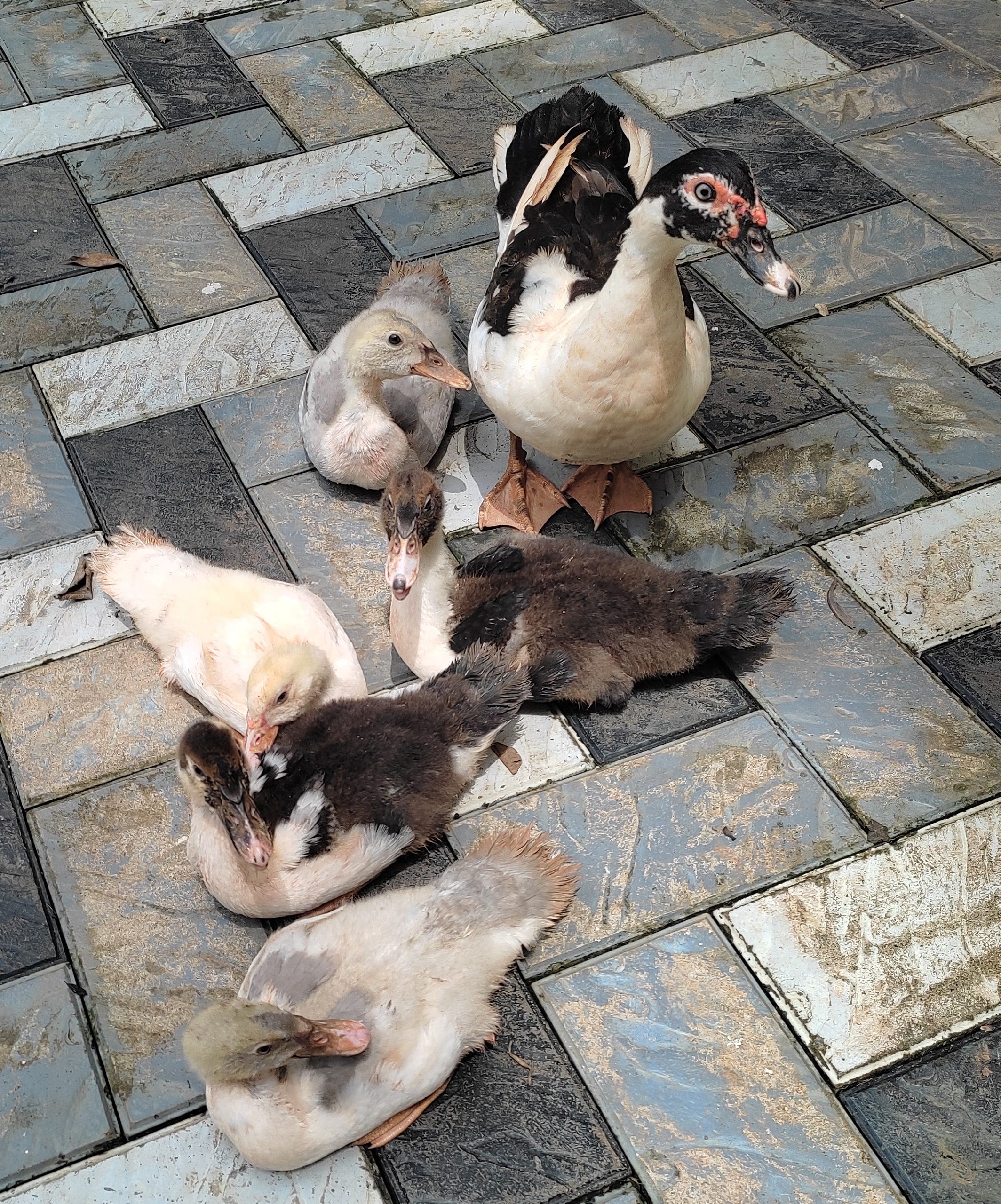 മണി താറാവ് കുഞ്ഞുങ്ങൾ