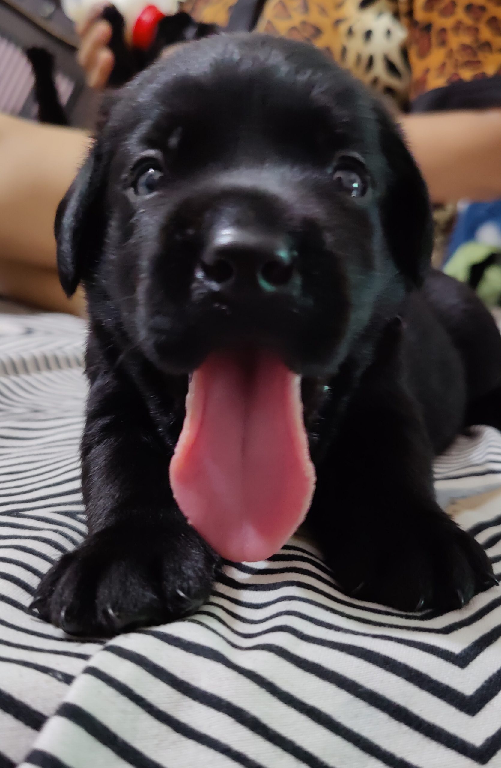 Black Labrador