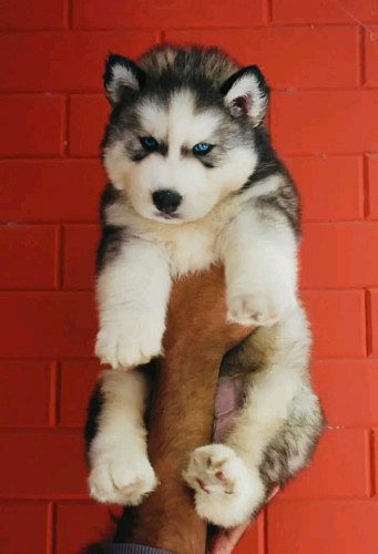 Blue eyes Siberian husky puppy available
