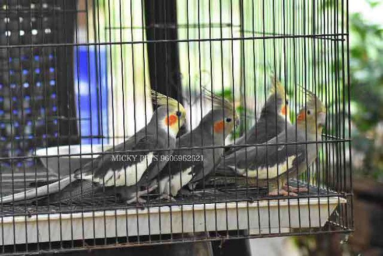 Breeding Pair Cocotail 