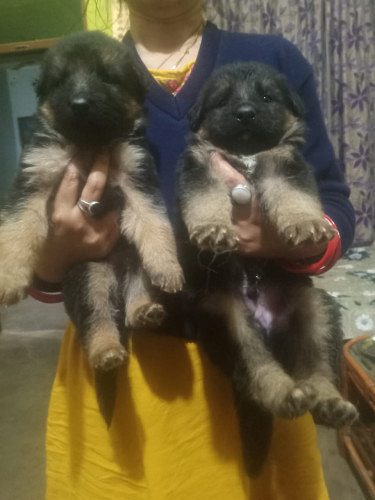 Buy German Shepherd Puppy male and female Lucknow
