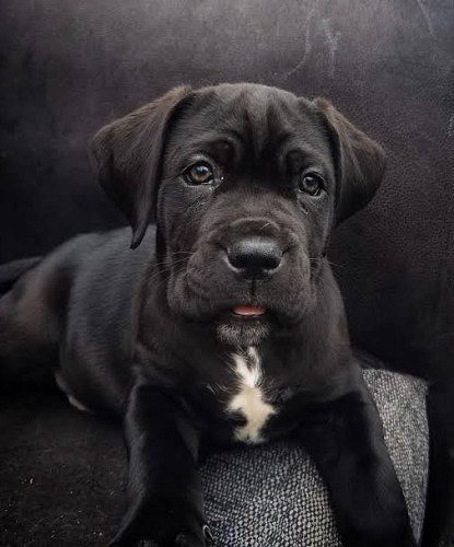 Cane Corso