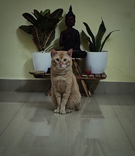 Cat for sale for free