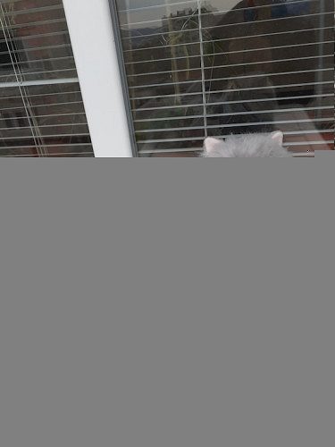 Cat shop home delivery9127530166