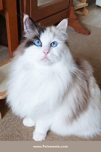 Cat shop home delivery9127530166