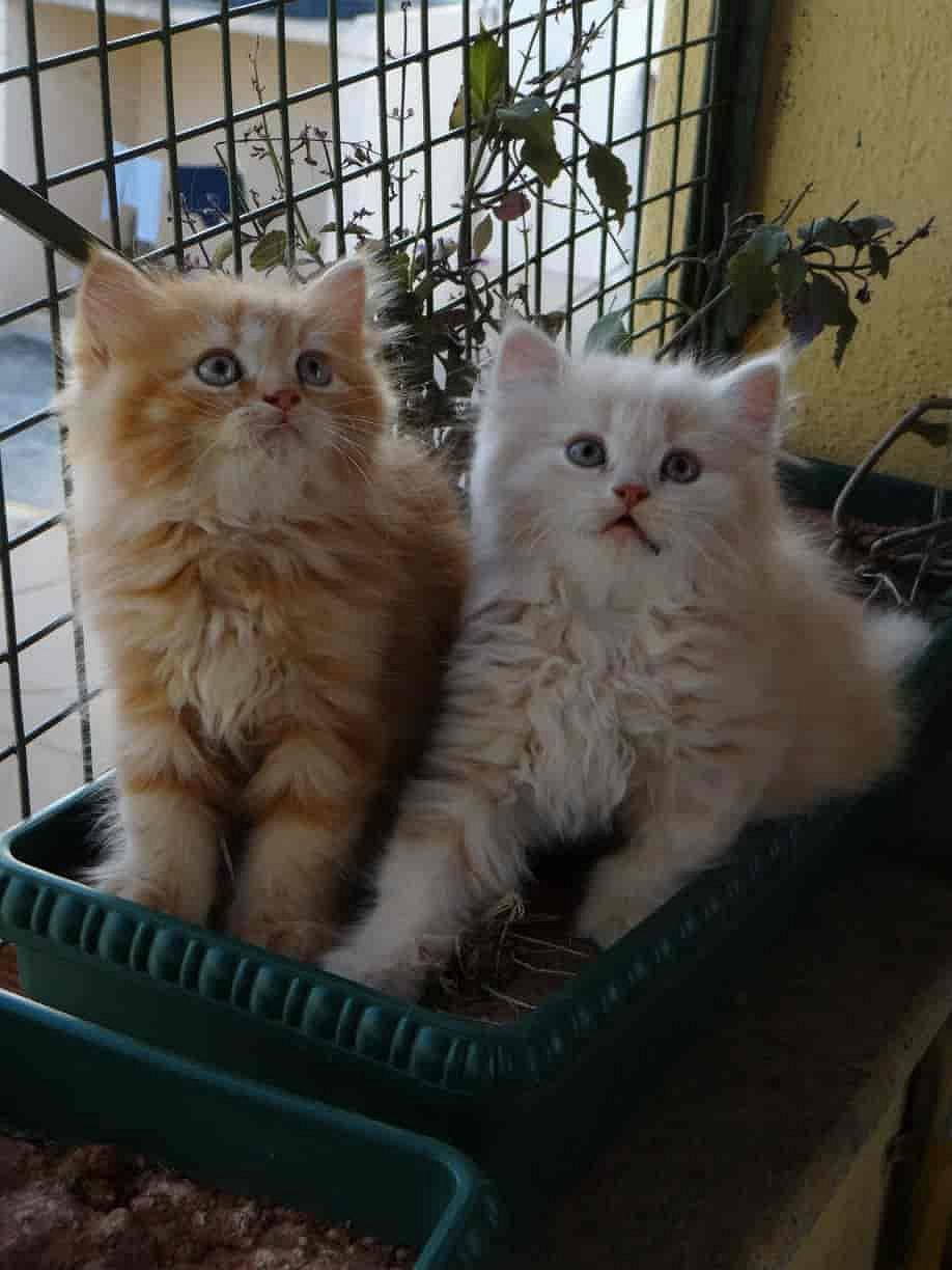 Cats Persian female male available