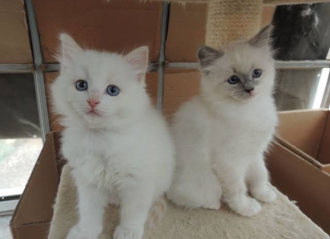 Cats Persian male female available
