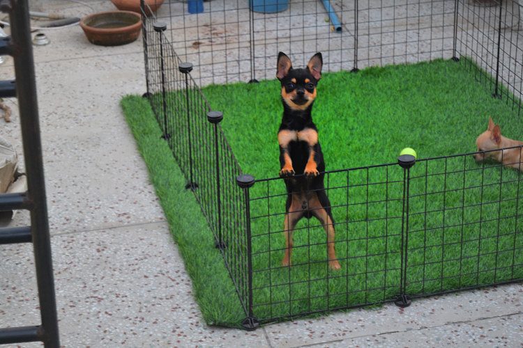 Chihuahua Litter Ready Now Searching New Homes.