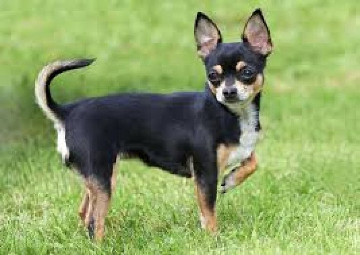 Chihuahua puppies av.7982704916