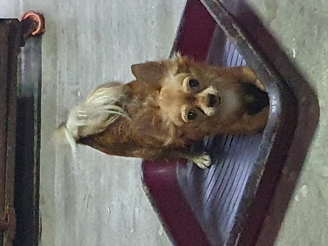 Chihuahua Puppies Available Call Trust Kennel