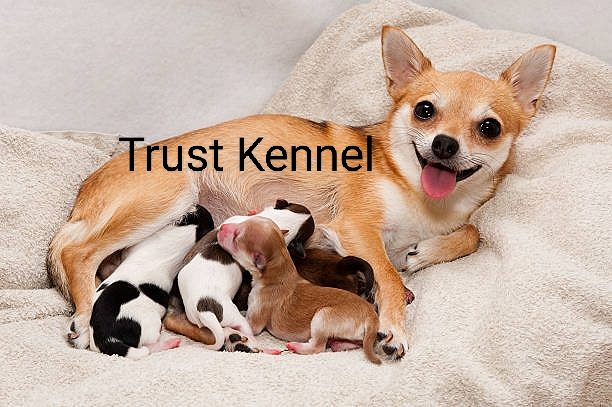 Chihuahua Puppies For Sale Trust Kennel Delhi