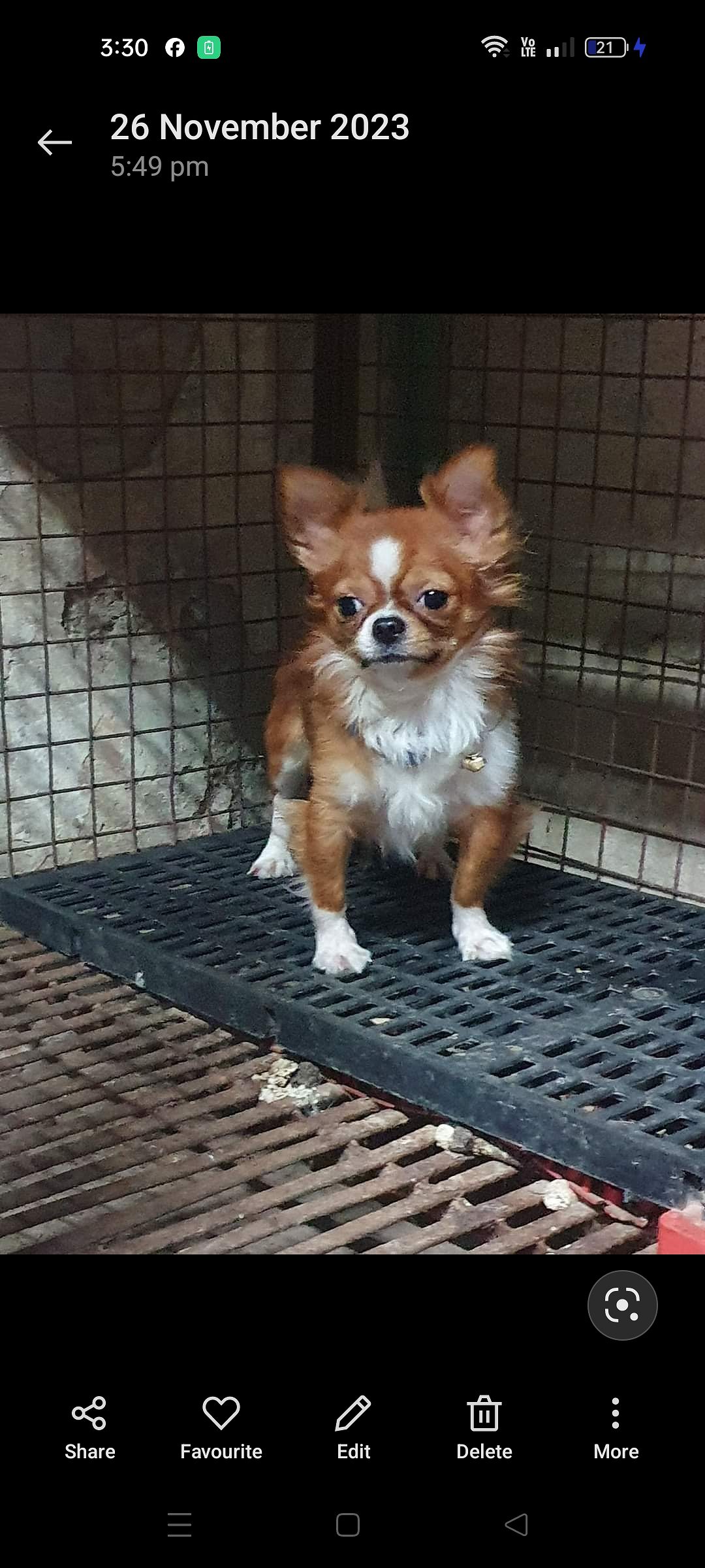 Chihuahua Puppies For Sale TrustKennel