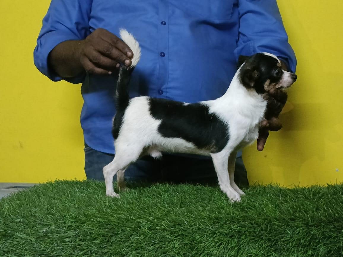 Chihuahua puppy available in Chennai