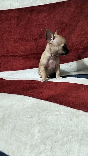 Chihuahua Pups Available Here Trust Kennel