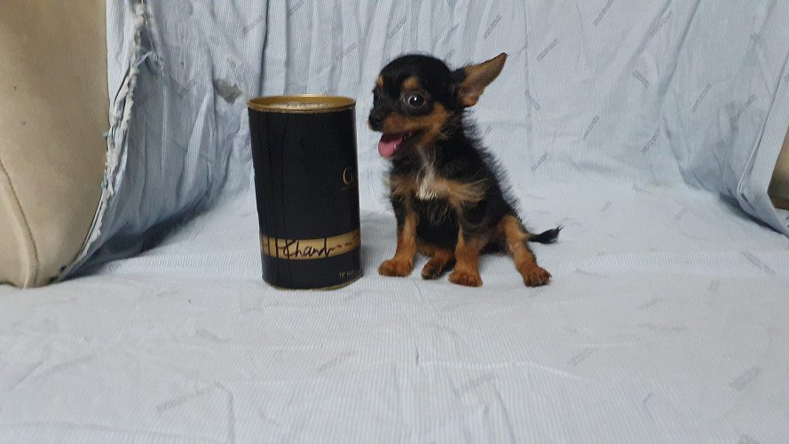 Chihuahua Small Breeds Puppies For Sale Delhi TDK