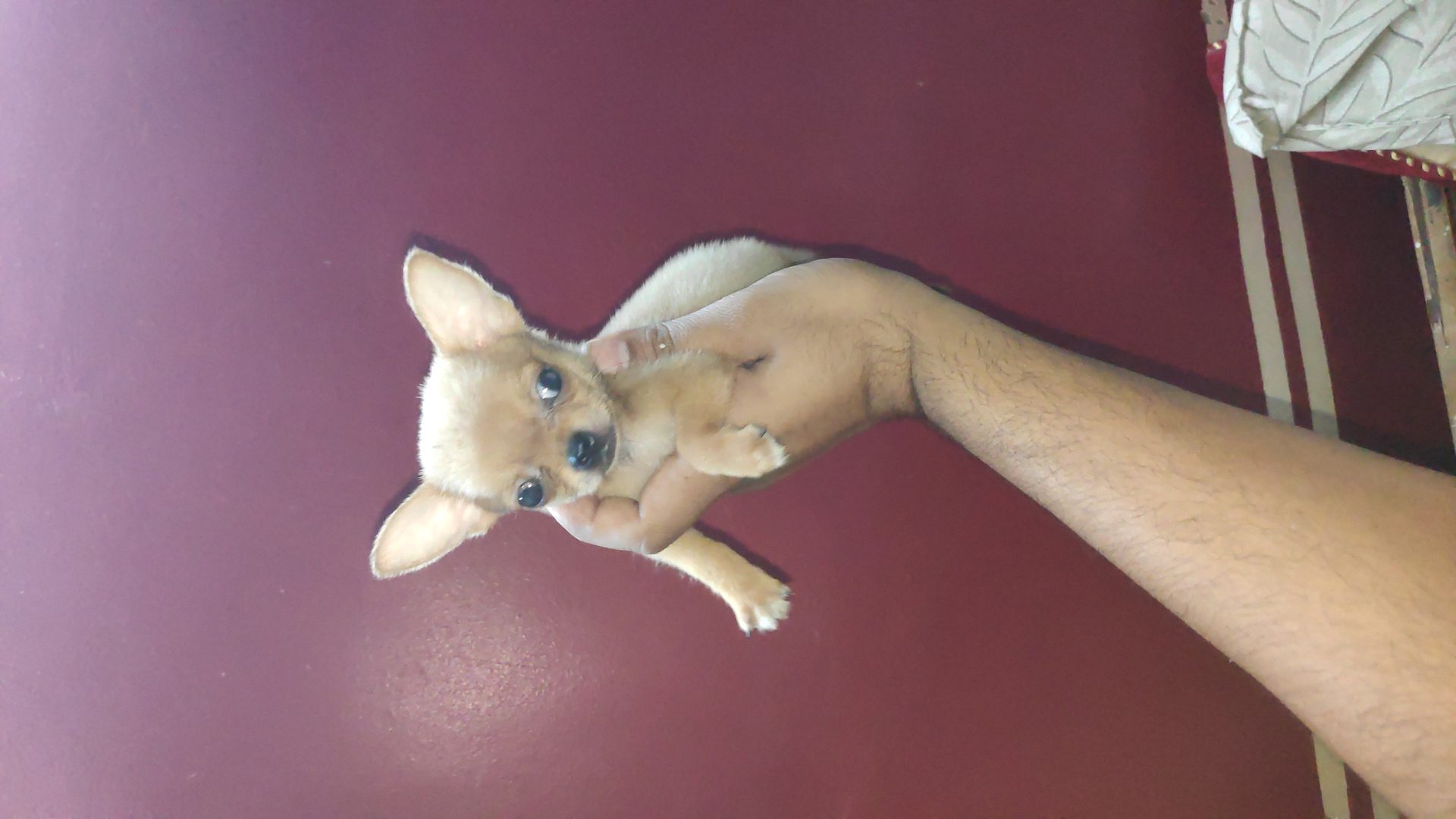 Chihuahuas puppies available-9711975047