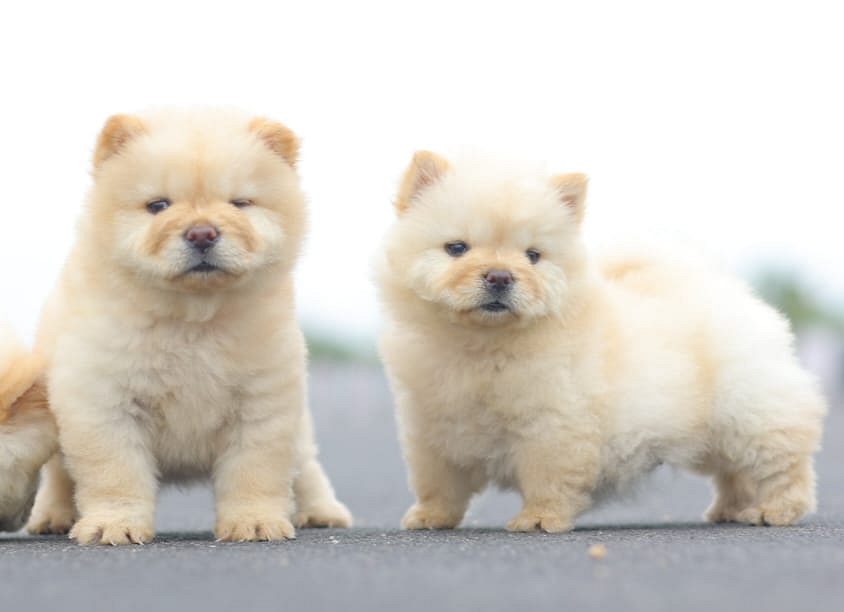 Chow Chow