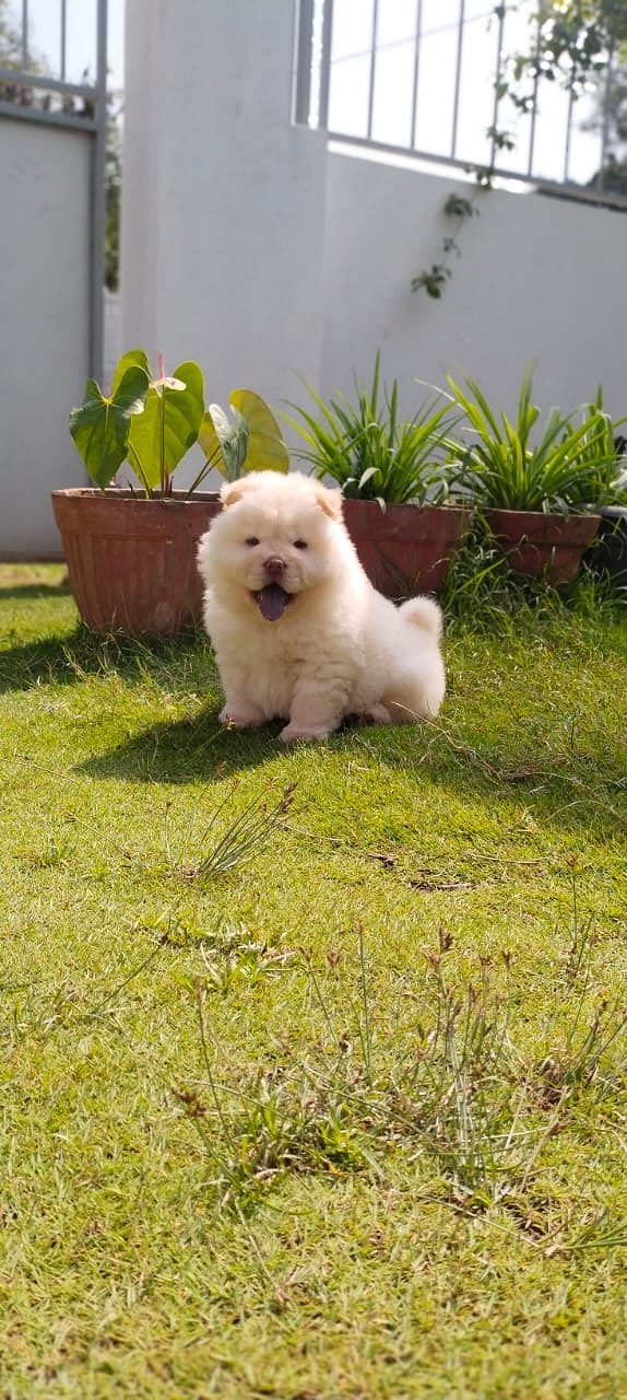 Chow Chow