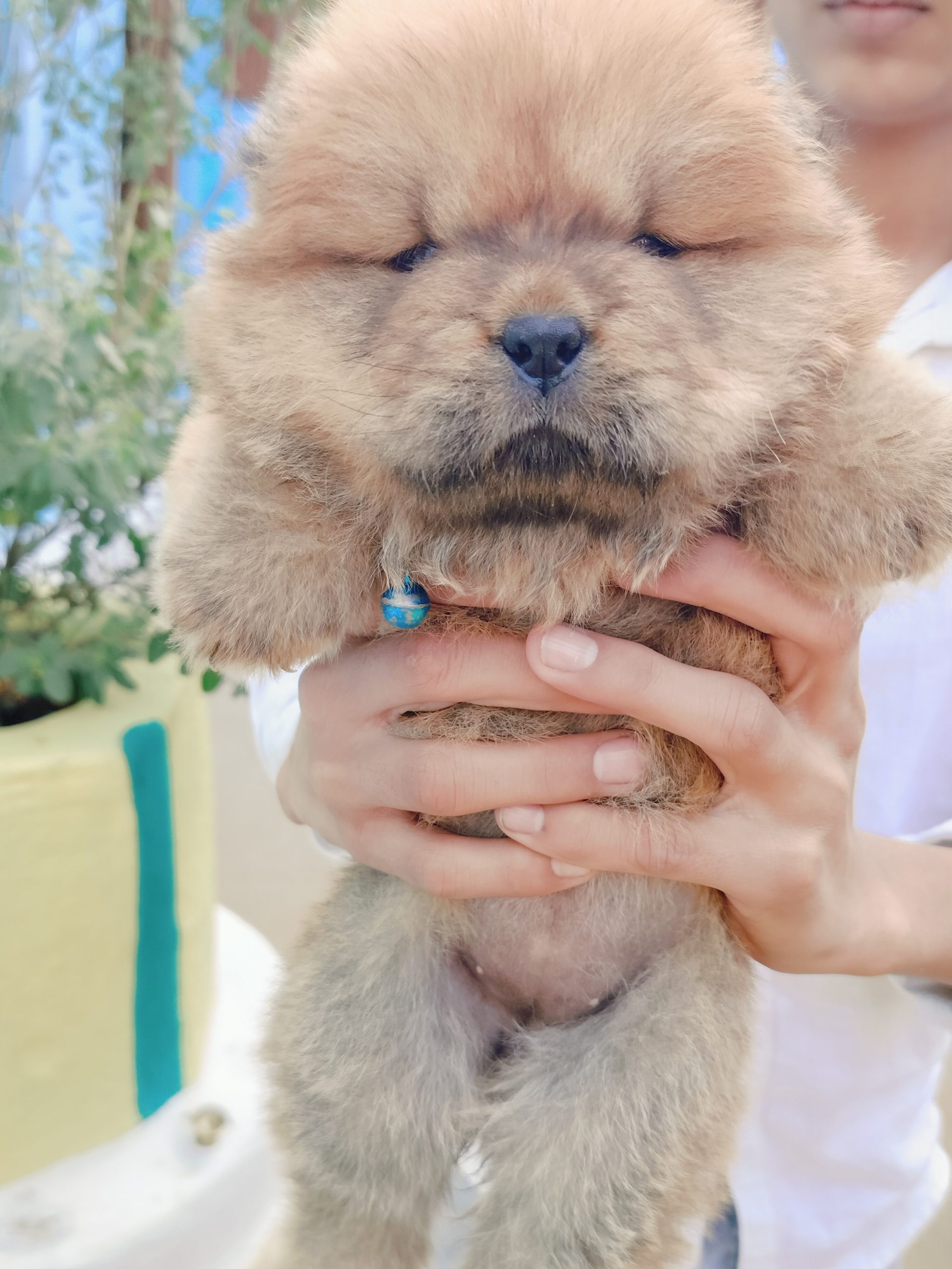 Chow Chow female