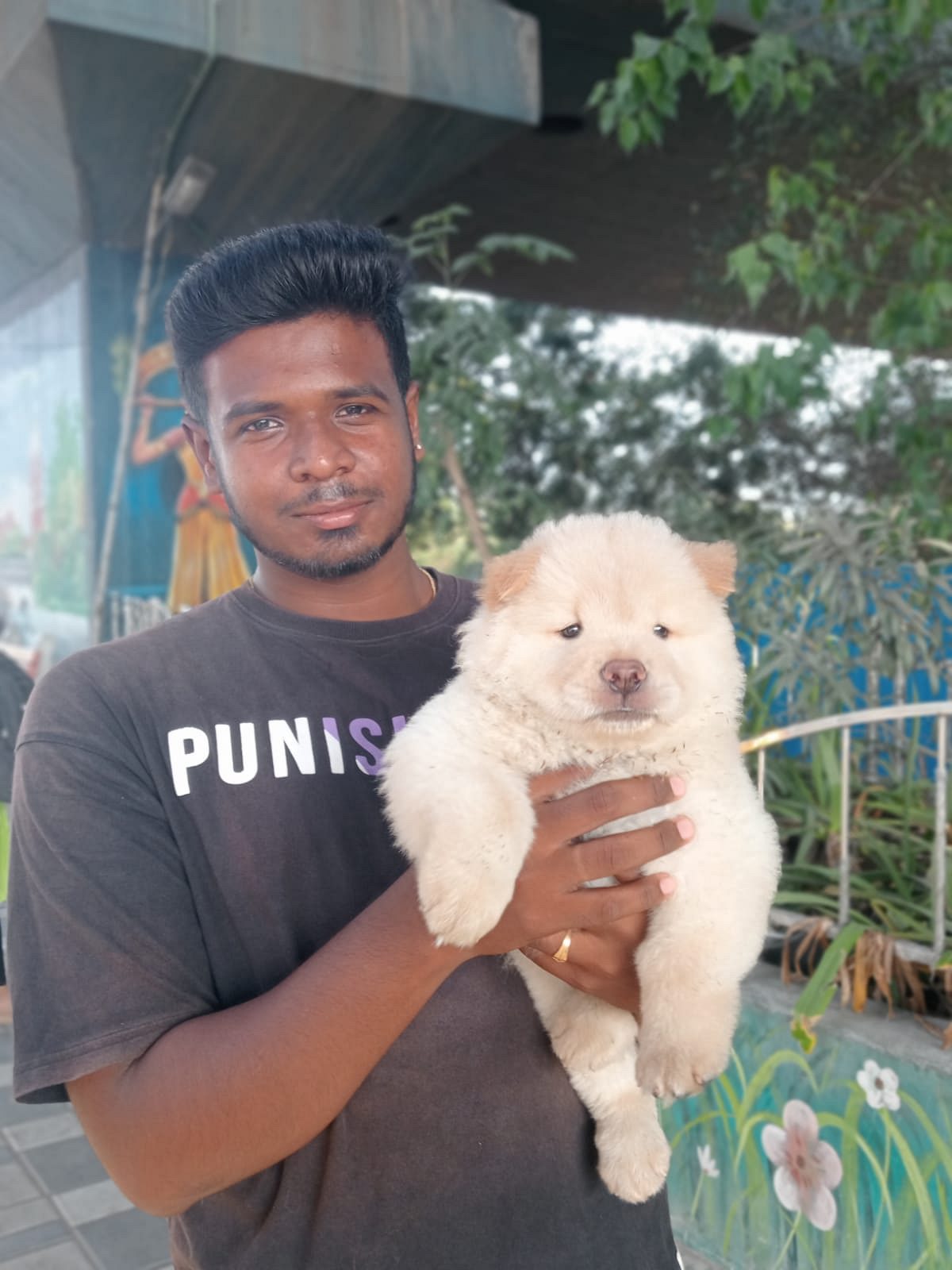 Chow Chow puppies available