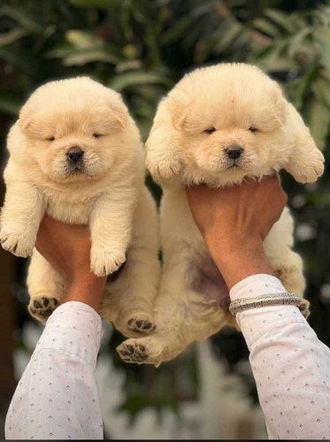 Chow Chow puppies